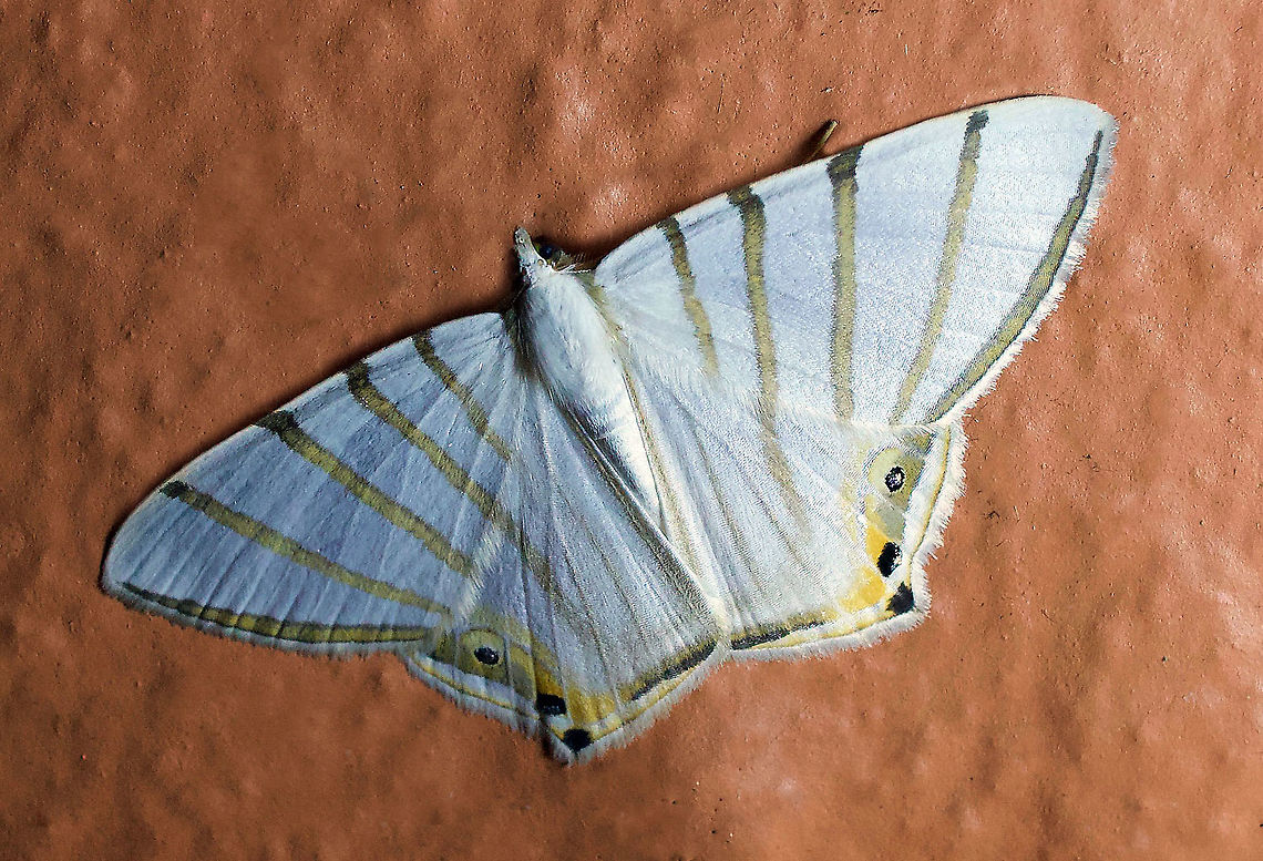 Opisthoxia metargyria Dapa, Valle Del Cauca 2100m Opisthoxia metargyria