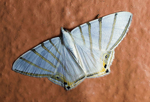 Opisthoxia metargyria Dapa, Valle Del Cauca 2100m Opisthoxia metargyria