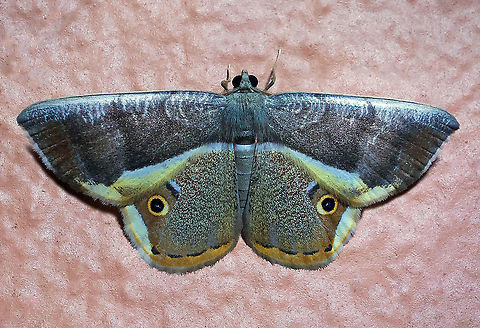 Opisthoxia descrimoni Dapa, Valle Del Cauca 2100m