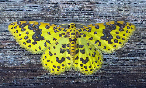 Eois golosata Dapa, Valle Del Cauca 2100m Eois golosata,Moth Week 2020