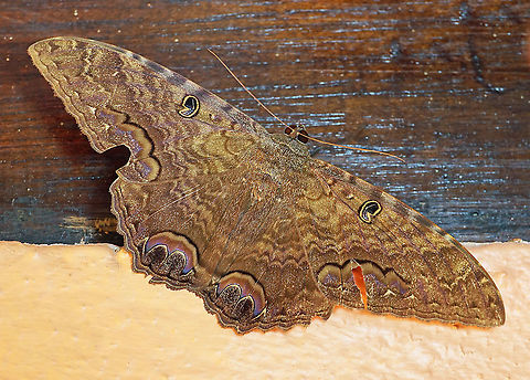 Ascalapha odorata Dapa, Valle Del Cauca 2100m

Large, about 16cm Ascalapha odorata,Black Witch