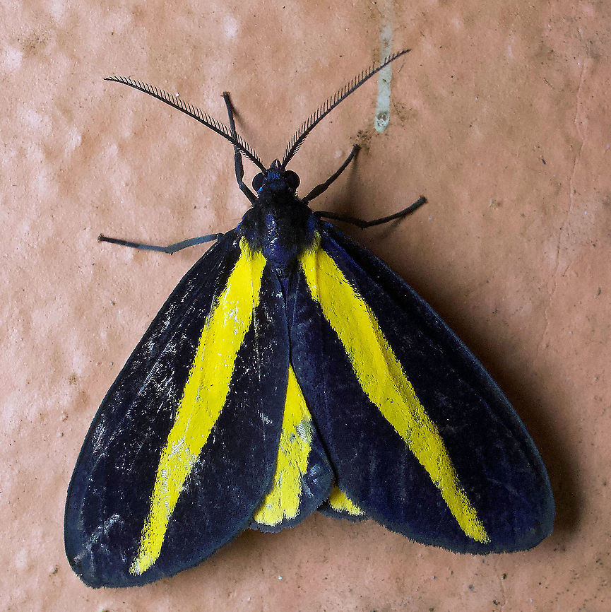Crocomela erectistria Dapa, Valle Del Cauca 2100m Crocomela erectistria