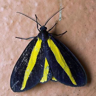 Crocomela erectistria Dapa, Valle Del Cauca 2100m Crocomela erectistria