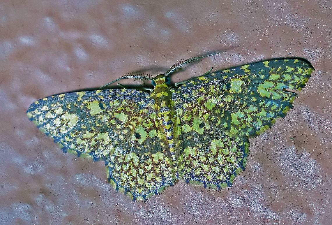 Eois undulosata Dapa, Valle Del Cauca 2100m Eois,Eois undulosata