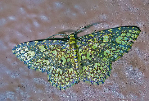 Eois undulosata Dapa, Valle Del Cauca 2100m Eois,Eois undulosata