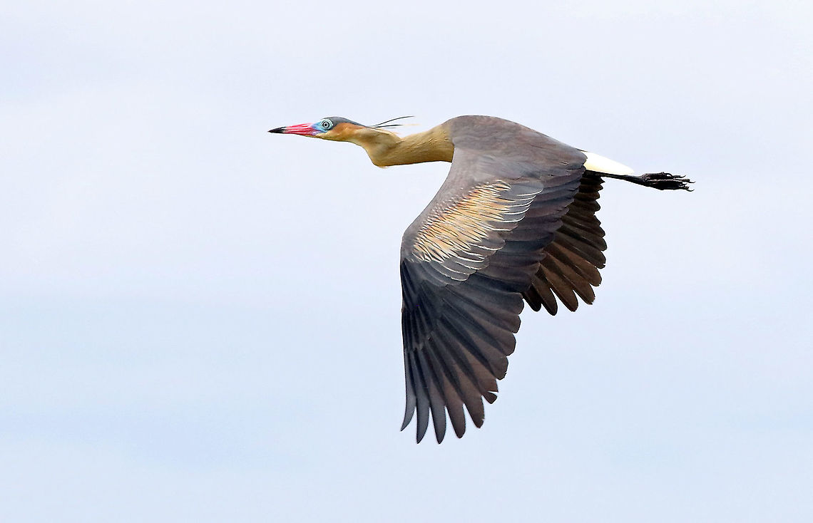 Whistling Heron Casanare Department Syrigma sibilatrix,whistling heron
