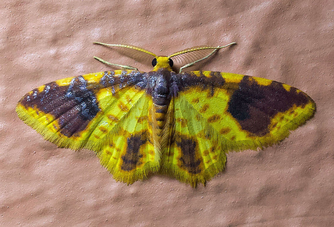 Eois burla Dapa, Valle Del Cauca 2100m Eois burla,Moth Week 2020