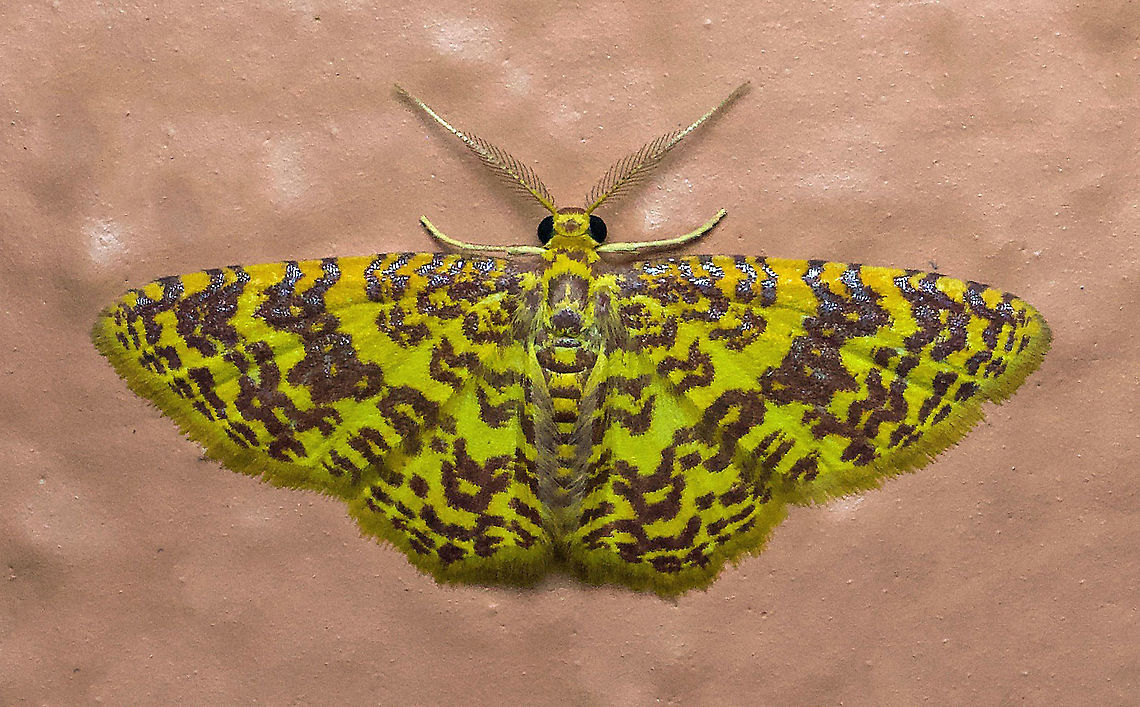 Eois? Dapa, Valle Del Cauca 2100m Eois,Moth Week 2020