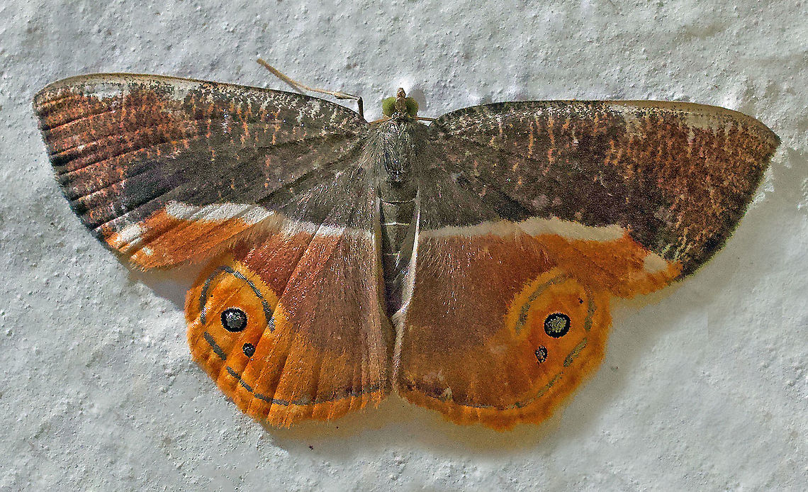Opisthoxia branickiaria Dapa, Valle Del Cauca 2100m Opisthoxia branickiaria