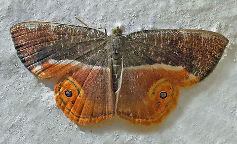 Opisthoxia branickiaria Dapa, Valle Del Cauca 2100m Opisthoxia branickiaria
