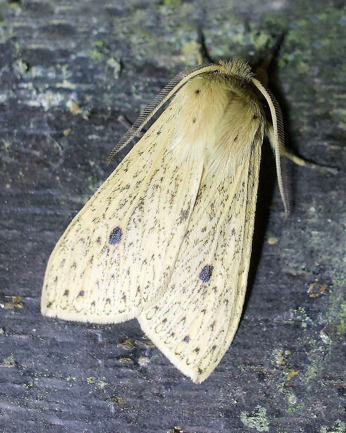 Moth Dapa, Valle Del Cauca 2100m