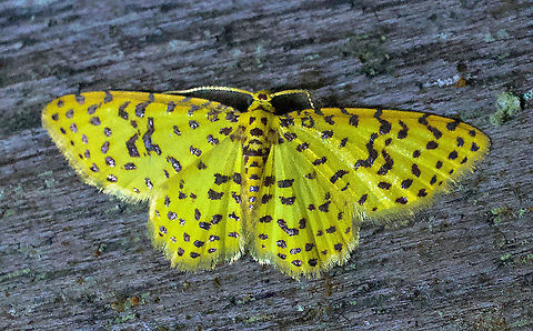 Eois borrata Dapa, Valt Del Cauca 2100m Eois borrata,Moth Week 2020
