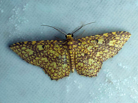 Eois cancellata Dapa, Valle Del Cauca 2100m Eois cancellata