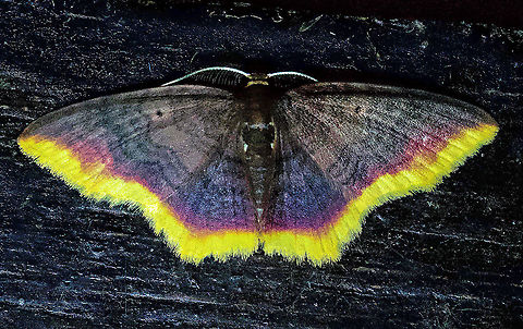 Eois sp. Eois species? Eois catana,Moth Week 2020