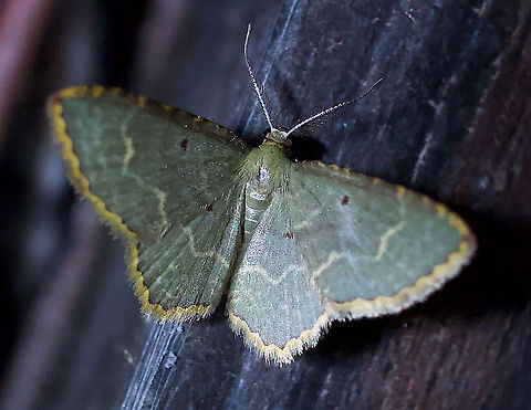 Eois boliviensis Dapa, Valle Del Cauca 2100m Eois boliviensis