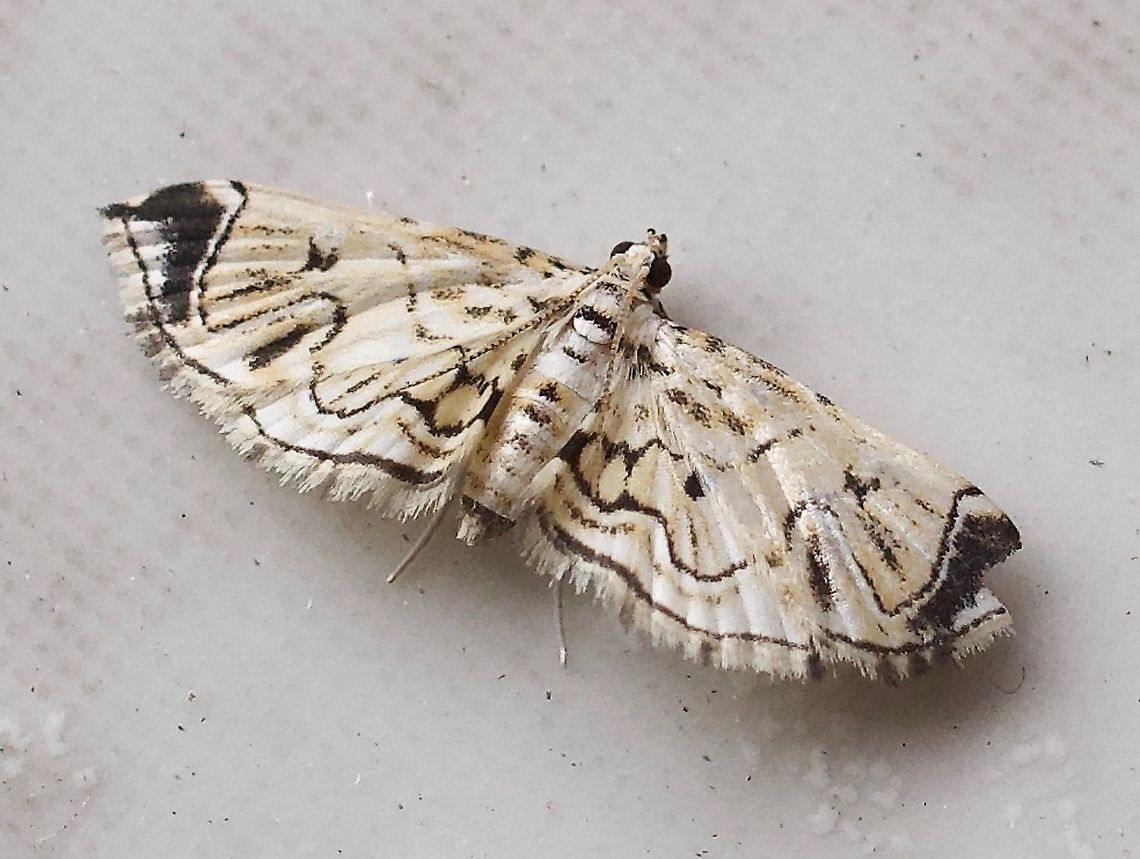 Eois? Dapa, Valle Del Cauca 2100m