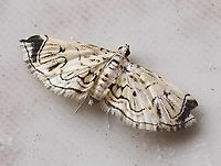 Eois? Dapa, Valle Del Cauca 2100m