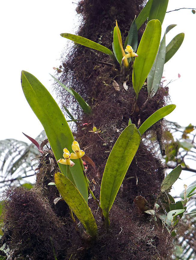 Maxillaria porrecta Rio Bravo Reserve, Valle Del Cauca Maxillaria porrecta