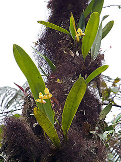 Maxillaria porrecta