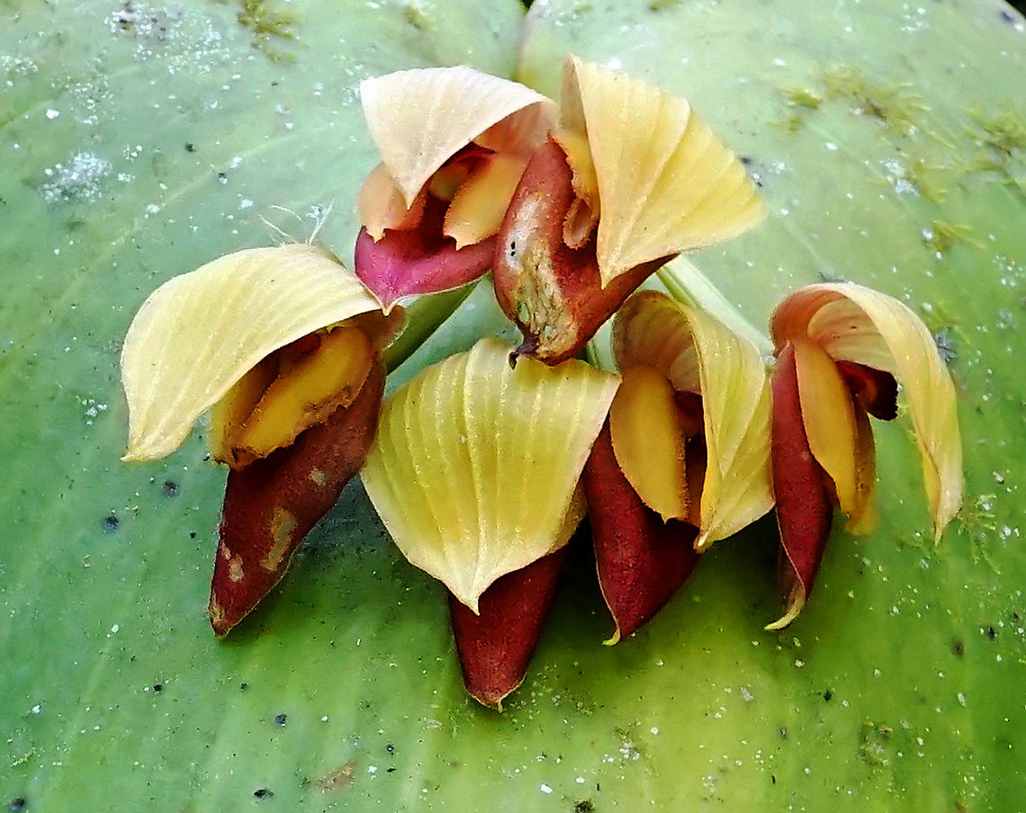 Pleurothallis marthae   Rio Bravo Reserve, Valle Del Cauca                              Pleurothallis marthae