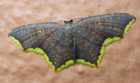 Eois dorisaria Dapa, Valle Del Cauca 2100m Eois dorisaria