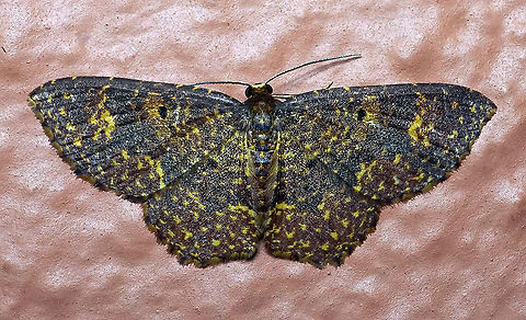 Eois8 Dapa, Valle Del Cauca 2100m