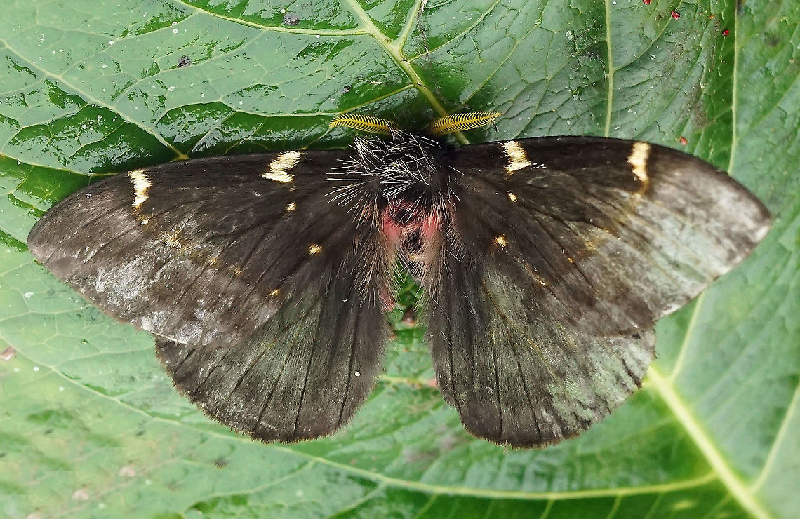 Paradirphia semirosea          Dapa, Valle Del Cauca 2100m                       Paradirphia semirosea