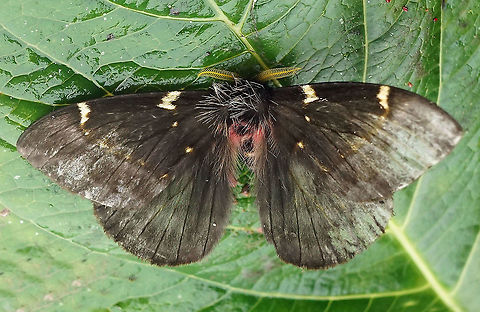 Paradirphia semirosea          Dapa, Valle Del Cauca 2100m                       Paradirphia semirosea