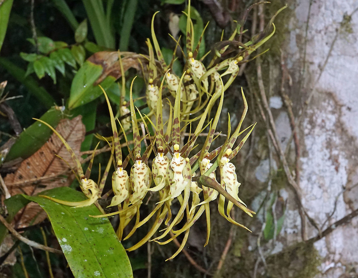 Brassia neglecta   Dapa, Valle Del Cauca 2100m                              Brassia neglecta