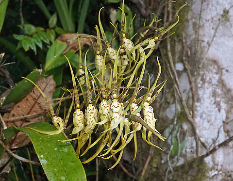Brassia neglecta   Dapa, Valle Del Cauca 2100m                              Brassia neglecta