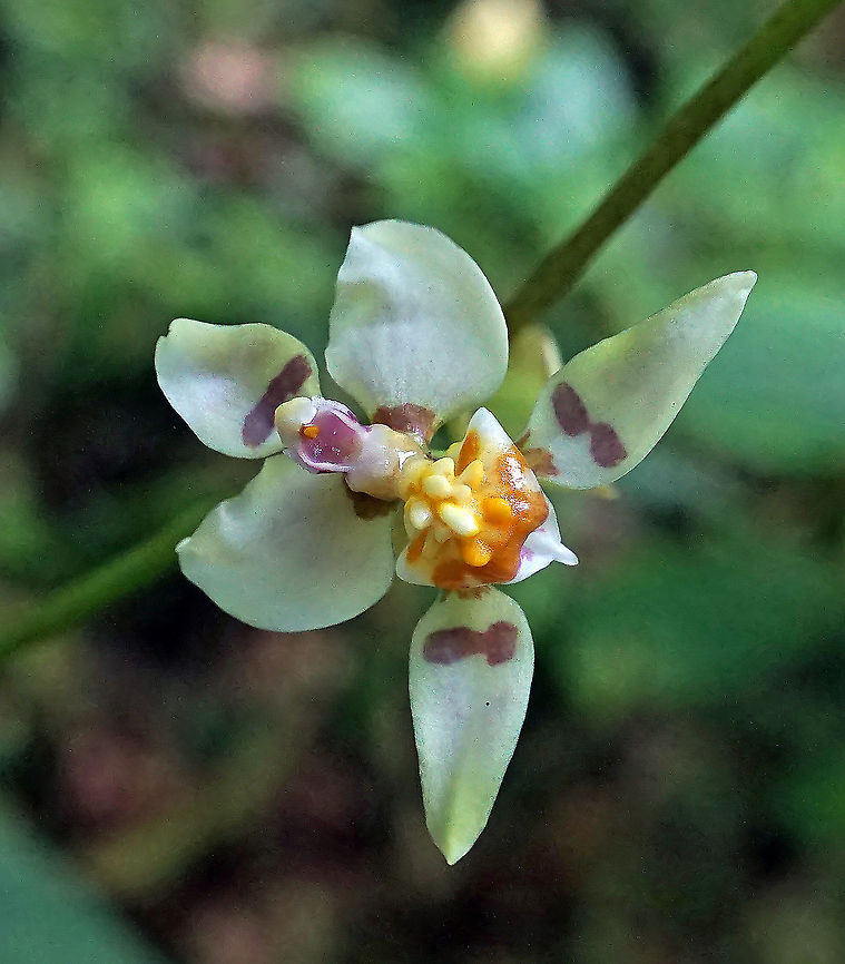 Cyrtochilum midas Dapa, Valle Del Cauca 2100 Cyrtochilum midas