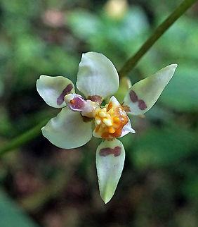 Cyrtochilum midas Dapa, Valle Del Cauca 2100 Cyrtochilum midas