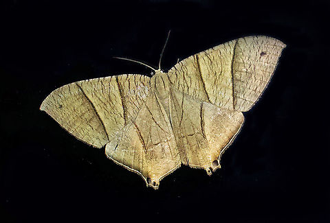 Psamathia impunctata Dapa, Valle Del Cauca 2100m Neodeta ochriplaga,Psamathia impunctata