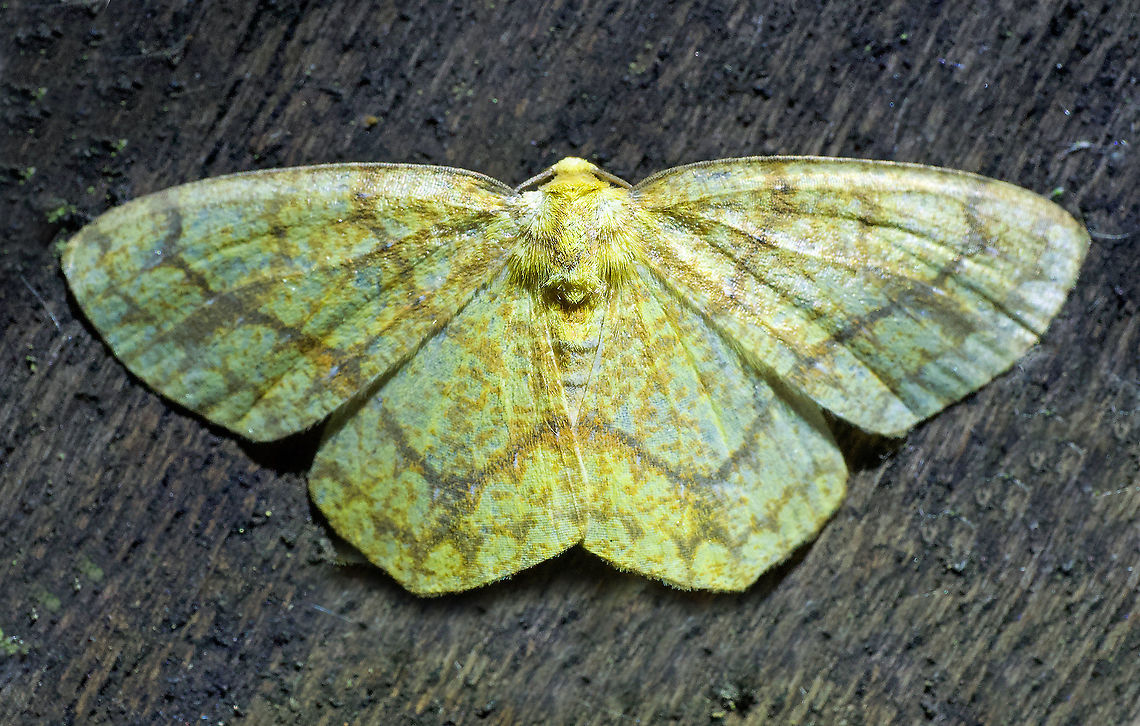 Periclina syctaria Dapa, Valle Del Cauca 2100m Moth Week 2020,Periclina syctaria