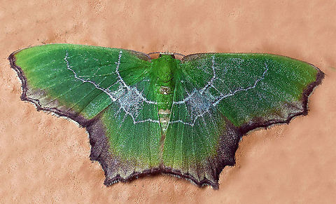 Poecilochlora heterograpta Dapa, Valle Del Cauca 2100m Poecilochlora heterograpta