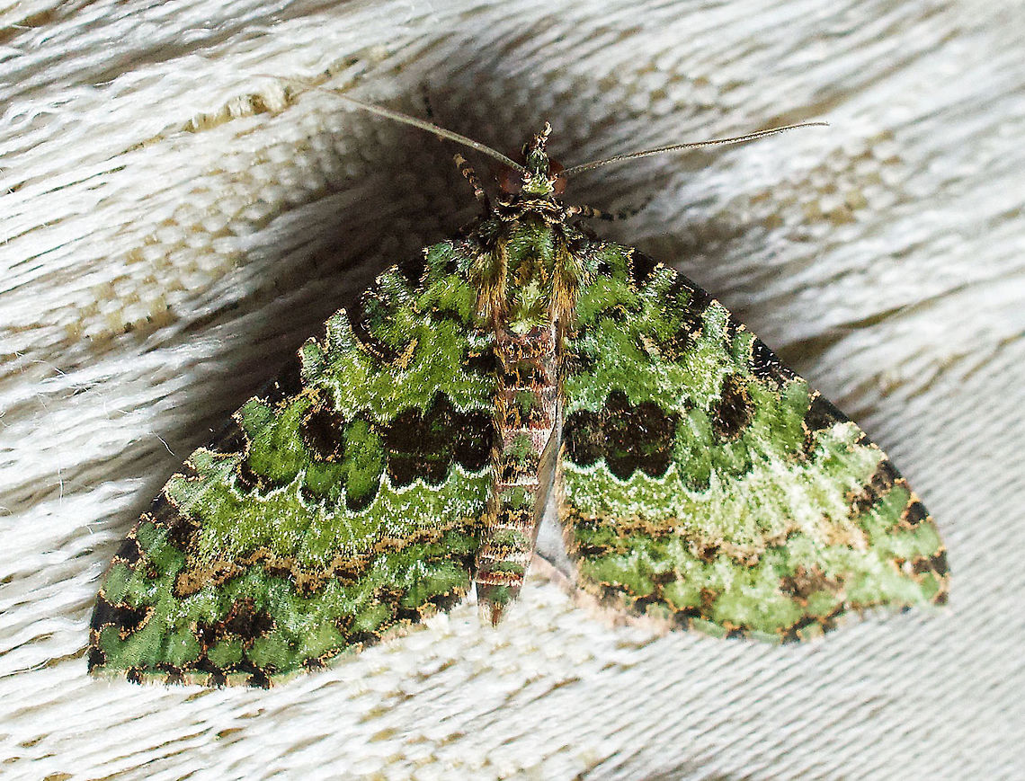 Spargania sp. Dapa, Valle Del Cauca 2100m