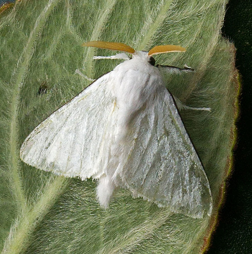 Norape virgo' Dapa, Valle Del Cauca 2100m Norape virgo