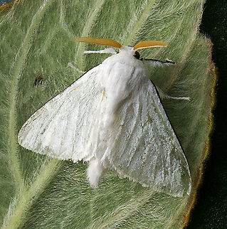 Norape virgo' Dapa, Valle Del Cauca 2100m Norape virgo