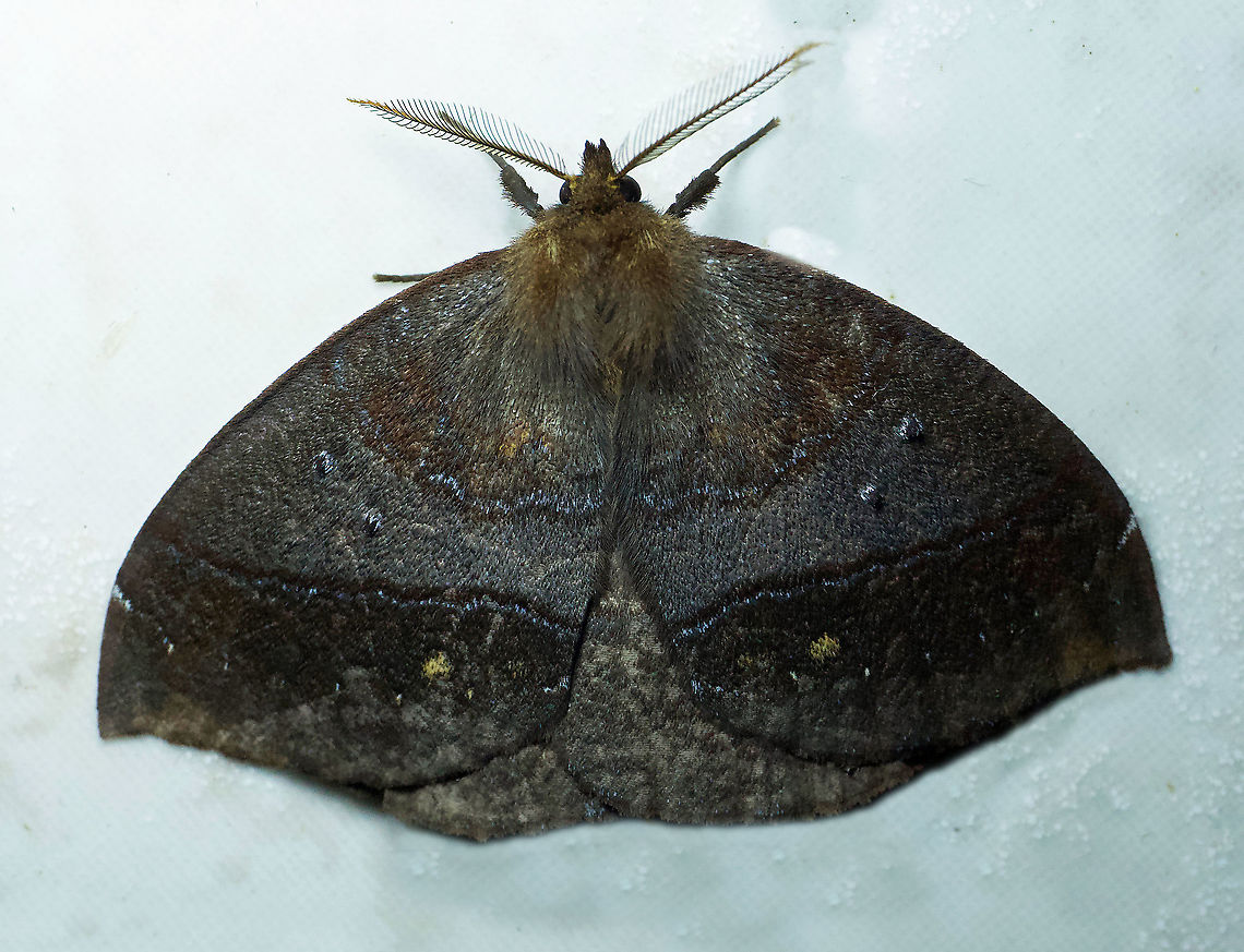 Janiodes ecuadorensis Dapa, Valle Del Cauca 2100m Janiodes ecuadorensis,Moth Week 2020