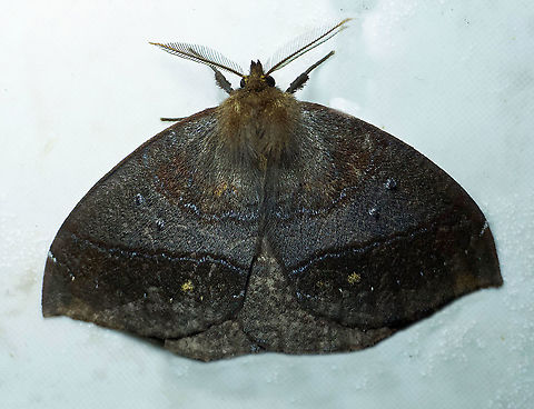 Janiodes ecuadorensis Dapa, Valle Del Cauca 2100m Janiodes ecuadorensis,Moth Week 2020