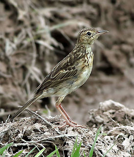 Yellowish Pipit Casanare Department Anthus lutescens,Yellowish pipit