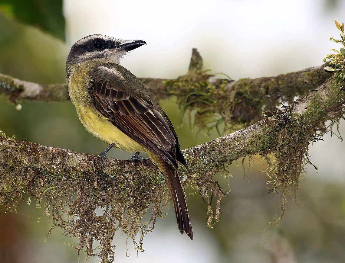 Golden-crowned Flycatcher Dapa, Valle Del Cauca Golden-crowned flycatcher,Myiodynastes chrysocephalus