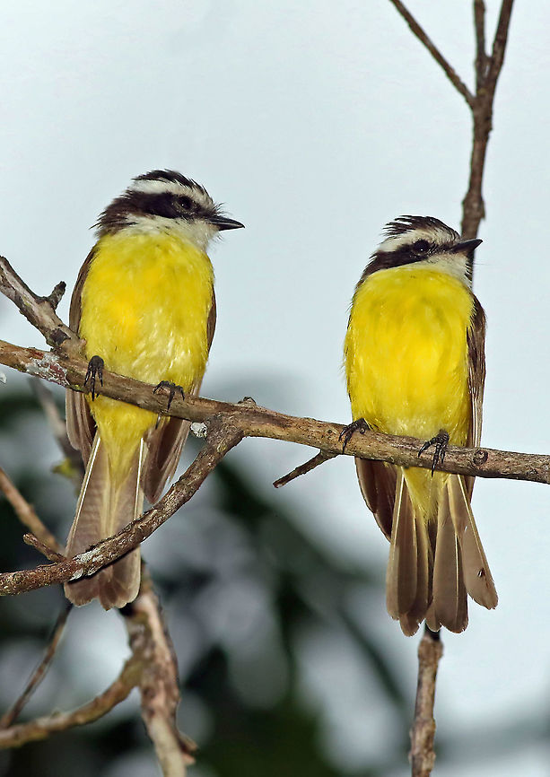 White bearded Flycatcher Casanare Department Phelpsia inornata,White-bearded flycatcher