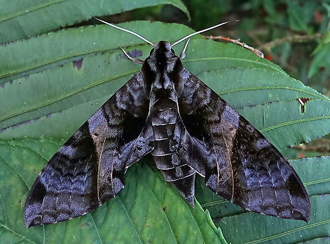 Eumorpha sp.                                Dapa, Valle Del Cauca 2100m Eumorpha triangulum