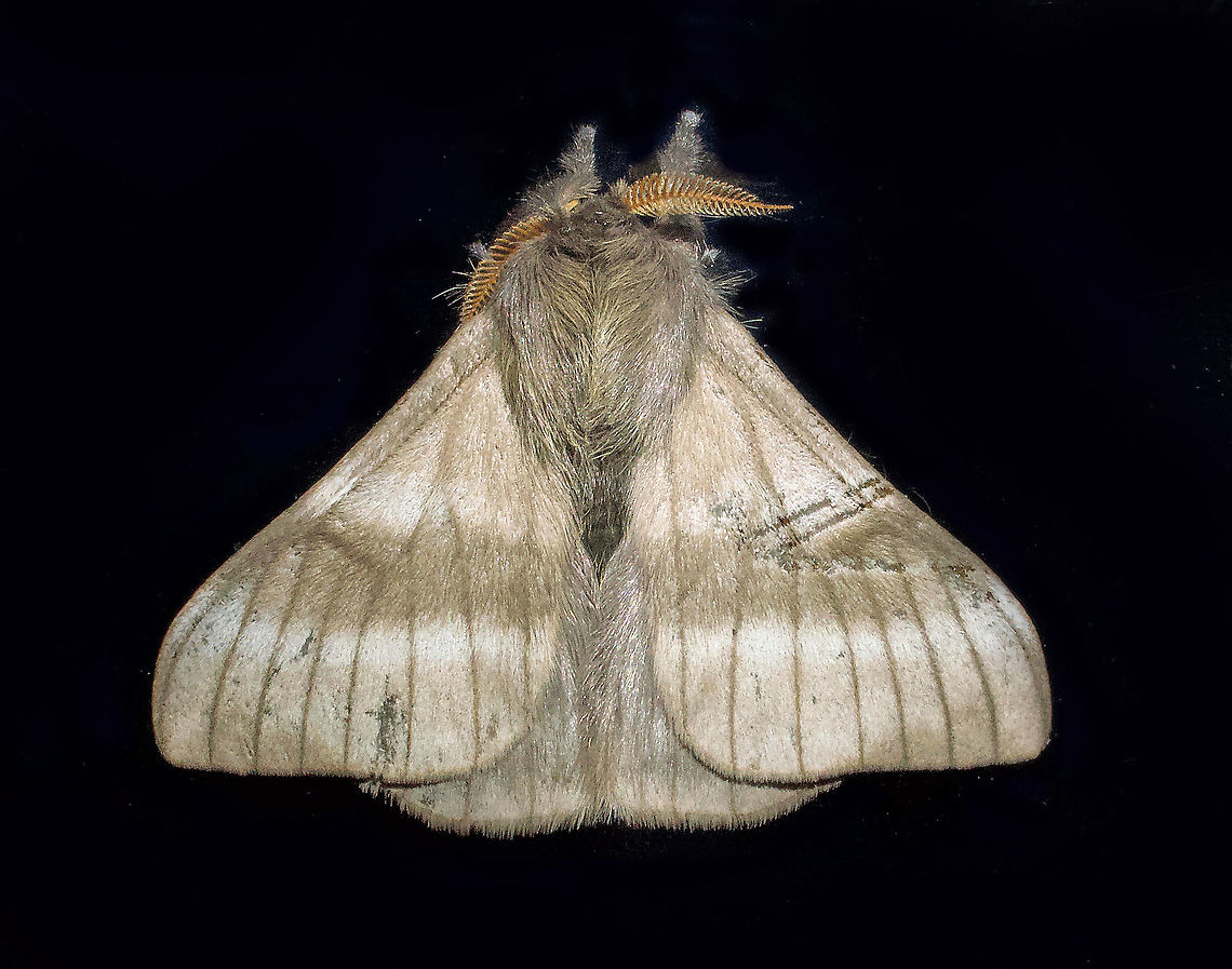 moth8_ Dapa, Valle Del Cauca 2100m
