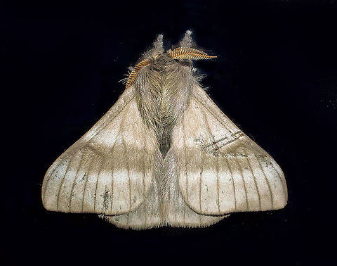 moth8_ Dapa, Valle Del Cauca 2100m