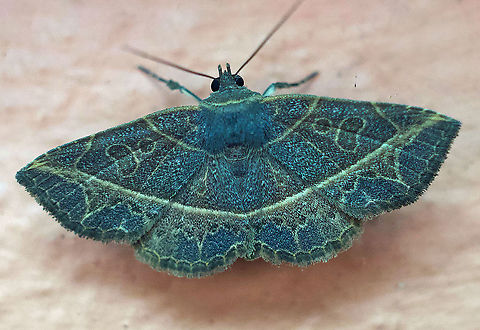 Antiblemma fuscireticulata