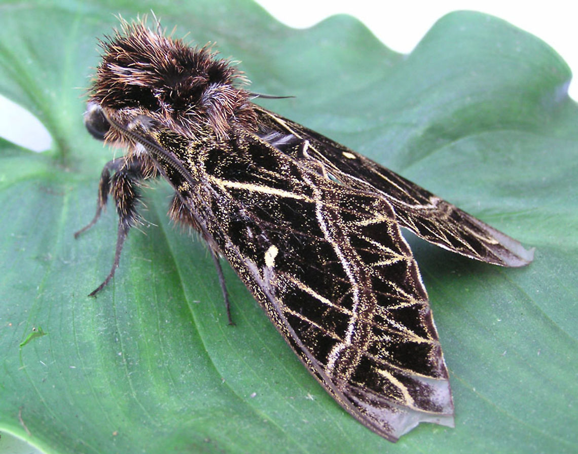 Euryglottis aper Dapa, Valle Del Cauca 2100m    Euryglottis aper