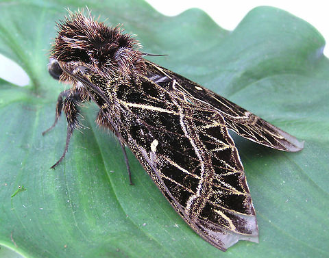 Euryglottis aper Dapa, Valle Del Cauca 2100m    Euryglottis aper
