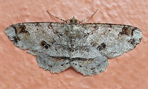 Melanolophia attenuata Dapa, Valle Del Cauca 2100 Melanolophia attenuata